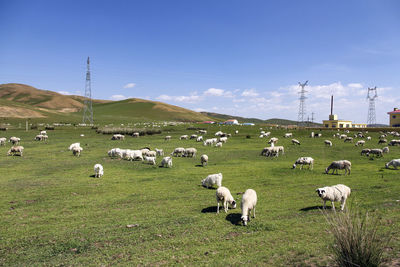 There are countless goats grazing on the beautiful green prairie under the blue sky and white clouds