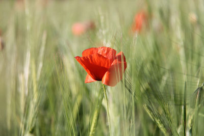 Close-up of poppy blooming on field