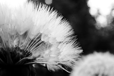 Close-up of dandelion flower