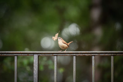 Close-up of an insect on metal fence