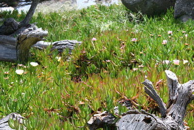 Close-up of plants growing on field