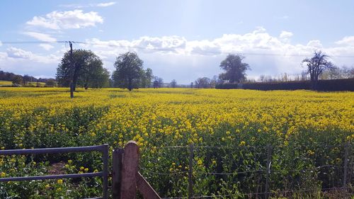 Scenic view of oilseed rape field against sky