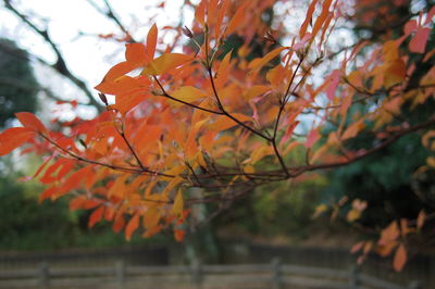 Close-up of maple leaves on tree