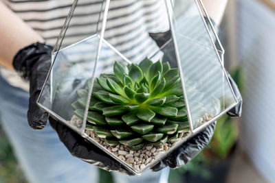 High angle view of man holding succulent plant