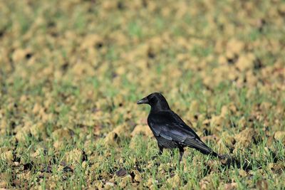 Raven perching on a field