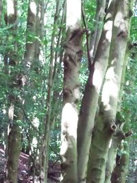 Low angle view of trees in forest