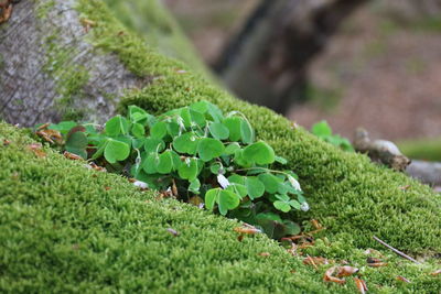 Close-up of plants on field