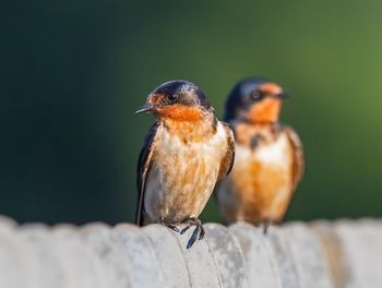 Close-up of birds perching