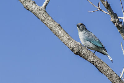 Low angle view of bird perching on tree against sky