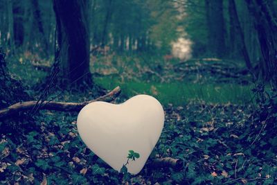 Close-up of heart shape on tree trunk in forest