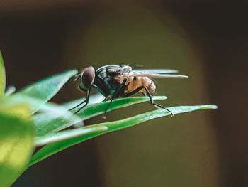 Close-up of insect on flower