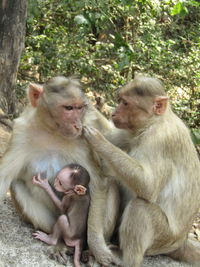 Monkey sitting on tree