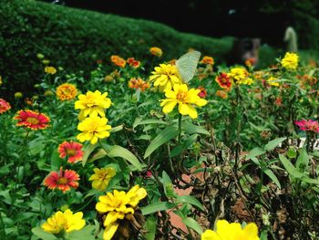 Close-up of yellow marigold blooming outdoors