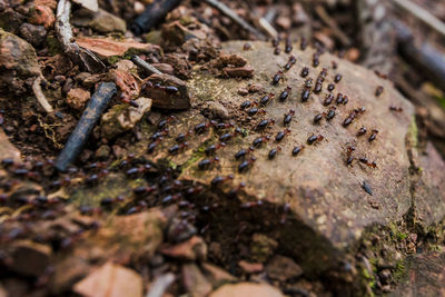 High angle view of insect on tree trunk