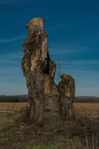 Dead tree on field against sky