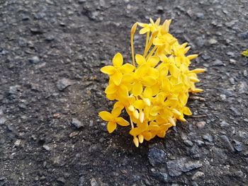 Close-up of yellow flowers blooming outdoors
