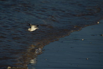 Swan swimming in lake