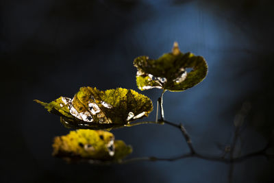 Close up of leaves