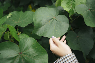 Cropped image of woman holding leaf