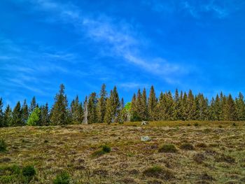 Pine trees on field against blue sky