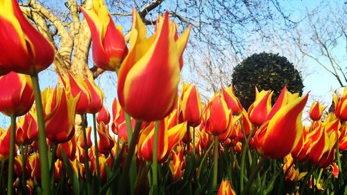 Close-up of red tulips blooming in field