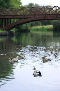 Ducks swimming in river