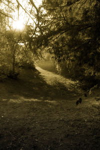 Trees on landscape at sunset