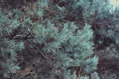 Close-up of snowflakes on plants