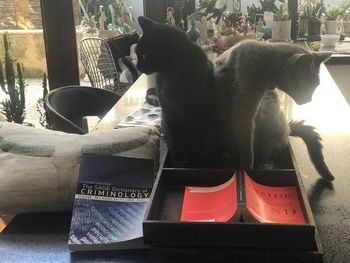 Cat sitting on table at home