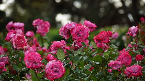 Close-up of pink flowers