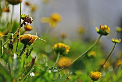 Close-up of snail on yellow flower