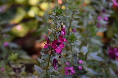 Close-up of pink flowering plant