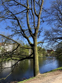 Bare tree by lake against sky