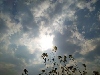 Low angle view of flowering plants against cloudy sky