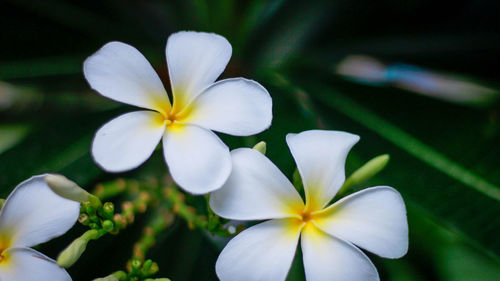 Close-up of white flowering plant