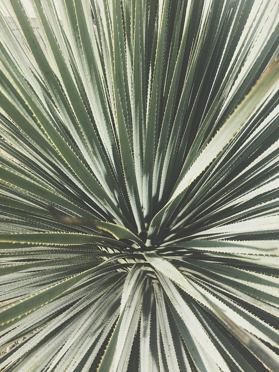 FULL FRAME SHOT OF PALM LEAVES