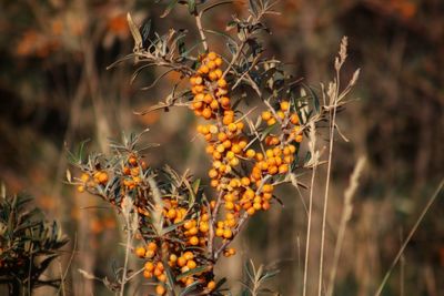 Close-up of yellow flowering plant