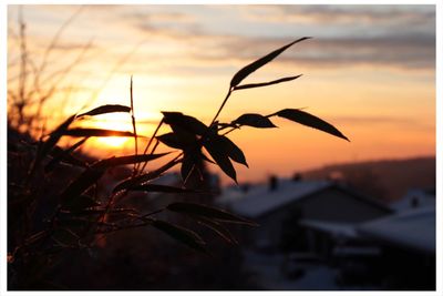 Silhouette of tree at sunset