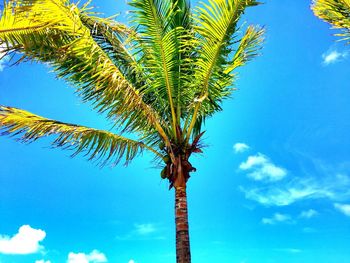 Low angle view of palm tree against sky