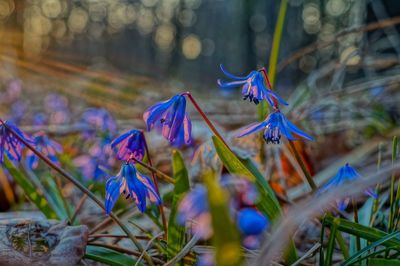 Close-up of purple flowering plant