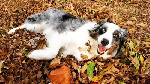 High angle view of dog lying down