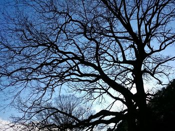 Low angle view of bare trees against sky