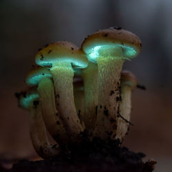 macro photography