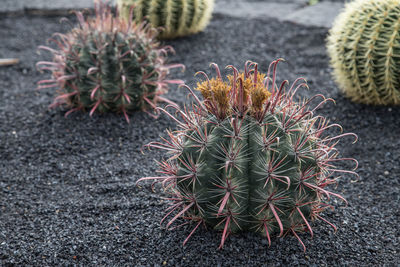 Close-up of cactus plant