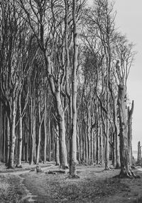 Bare trees in forest