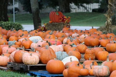 Pumpkins in park during autumn