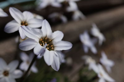 Close-up of white flowers