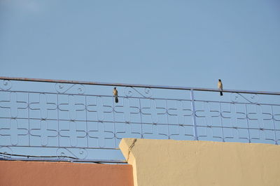 Low angle view of bird perching on building against clear sky