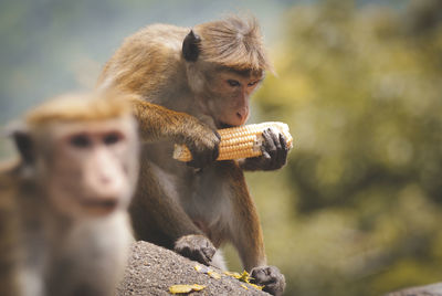 Close-up of monkey eating outdoors