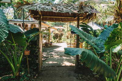 Plants growing in greenhouse